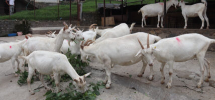 बाख्रा विकास फार्म