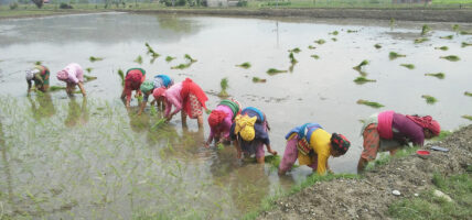 चक्लाबन्दी गरिएको जमिनमा धान रोपाइँ