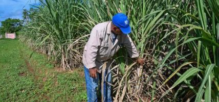 CUBA-ECONOMY-AGRICULTURE-SUGAR CANE