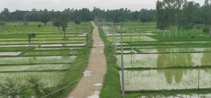 धान खेती