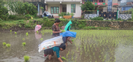 झरीमा धान रोपाइँ गर्दै महिला