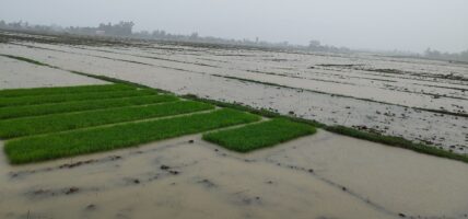 धान खेत डुबान