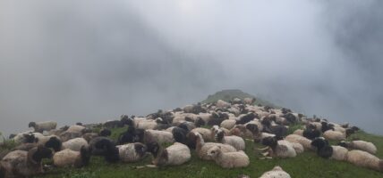 चरनका लागि गोर्सेन पाटन ल्याइएका भेडा