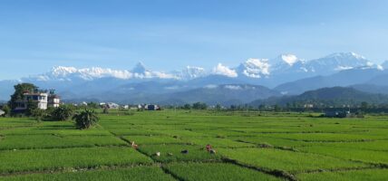 माछापुच्छ्रे हिमाल र हरियाली धानखेत