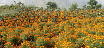 ढकमक्क सयपत्री